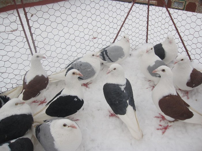 IMG_7050 - Porumbei listi pe zapada