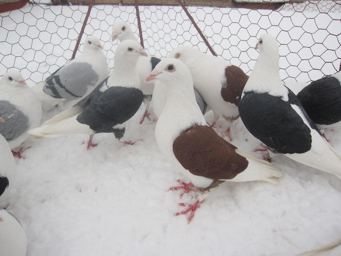 IMG_7055 - Porumbei listi pe zapada