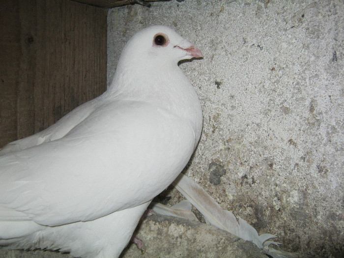 M 2010 - porumbei voiajori albi