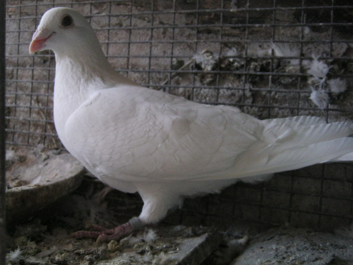 M 2010 - porumbei voiajori albi