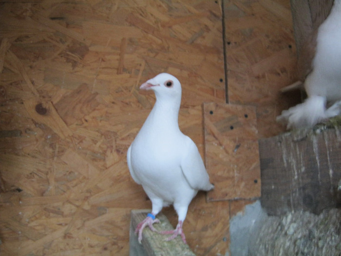 M 2012 - porumbei voiajori albi