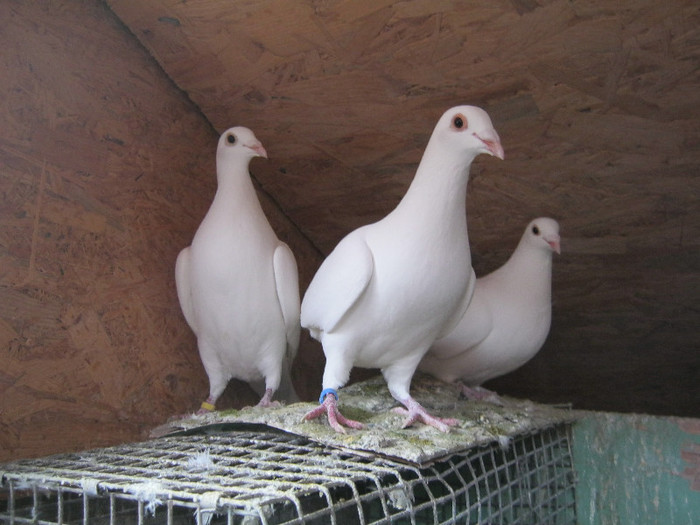 2M   1F 2012 - porumbei voiajori albi