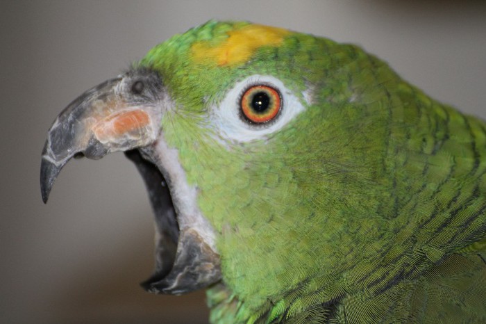 IMG_1929 - papagal amazonian