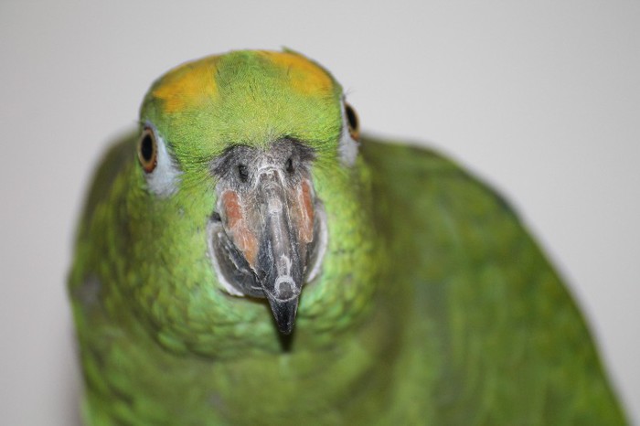 IMG_1939 - papagal amazonian