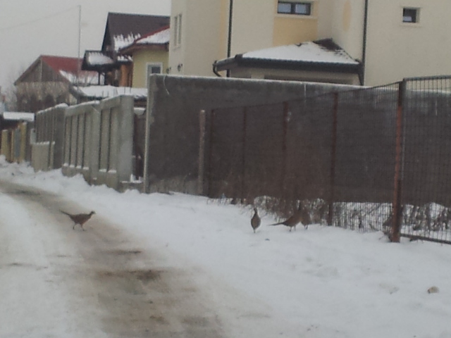 20121223_151204 - Casuta
