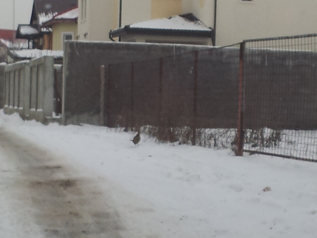 20121223_151214 - Casuta