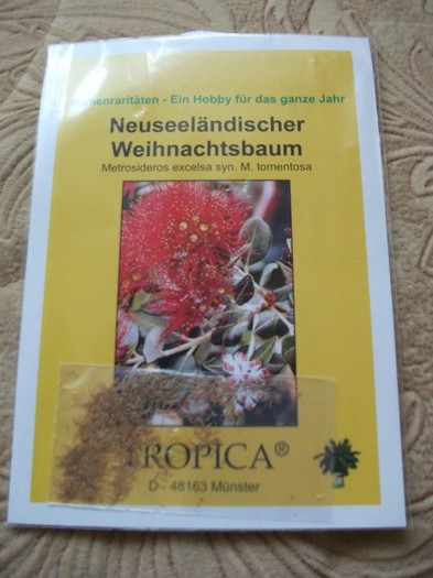 Metrosideros excelsa - flori si legume Germania