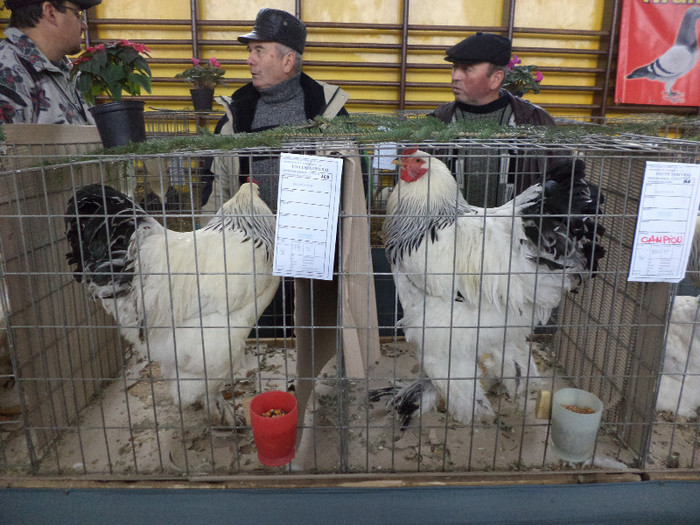 Brahma - Poze Expo Gheorgheni si iepurii mei iarna