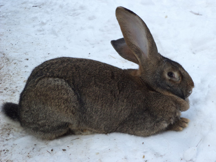 Femela in splendoarea ei-1 - Poze Expo Gheorgheni si iepurii mei iarna