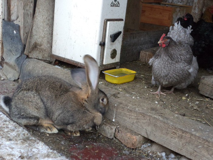Femela si gaina Orpington albastru - Poze Expo Gheorgheni si iepurii mei iarna
