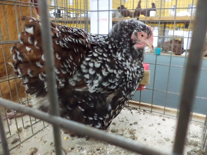 Gaina Orpington portelan - Poze Expo Gheorgheni si iepurii mei iarna