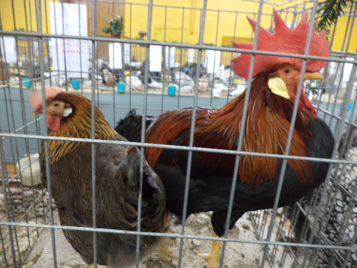 Italiene de oua; Sant bune de oua dar nu ai ce sa mananci daca tai o gaina din astea ,sant ca ciorile.
