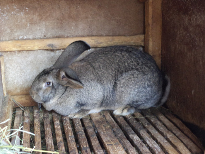 O femela blanda; Femela blanda pentru la primavara la monta
