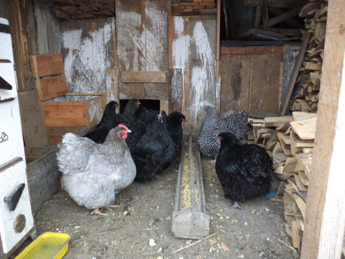 Orpingtonii la masa-1; Gainile isi iau masa, luna asta adica au exact 7 luni ar trebui sa se oua, dar,,,,,bine ca mananca.

