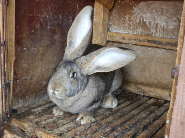 Tineret pt reproductie; Femele tanara in forma buna ,e aproape la fel de lunga ca masculul de la Zetea si e cu o luna mai mica.Conteaza hrana ,degeaba zic multi crescatori ,ca e mai usor cu hrana uscata.Ei sant animale rozat
