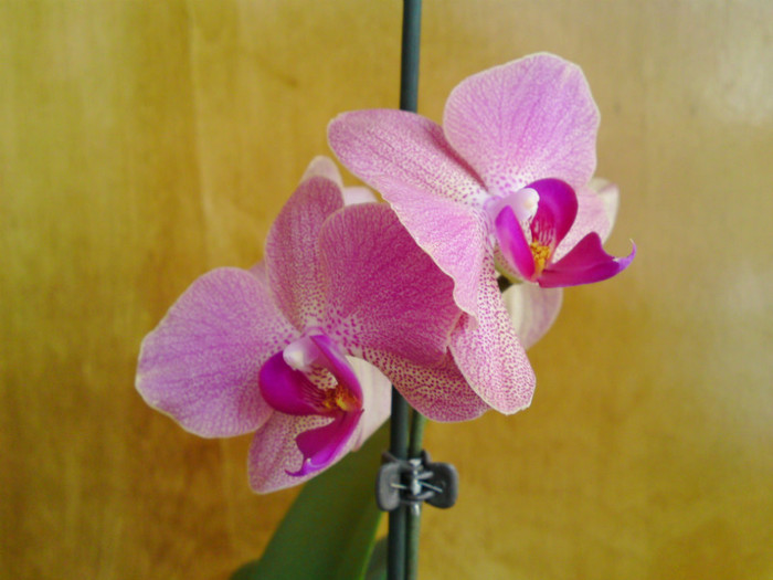  - Phalaenopsis 2