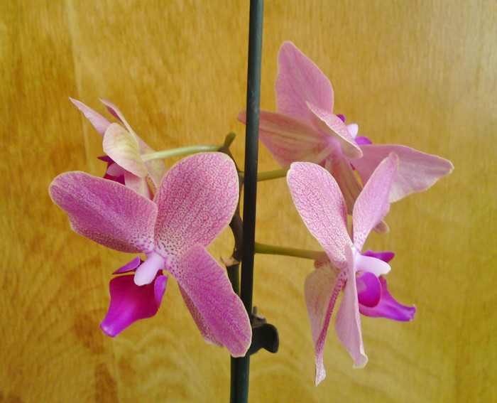  - Phalaenopsis 2