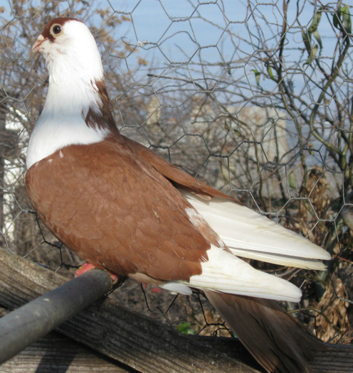 67r(m.2011)_vandut