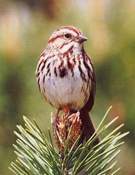 Song_Sparrow