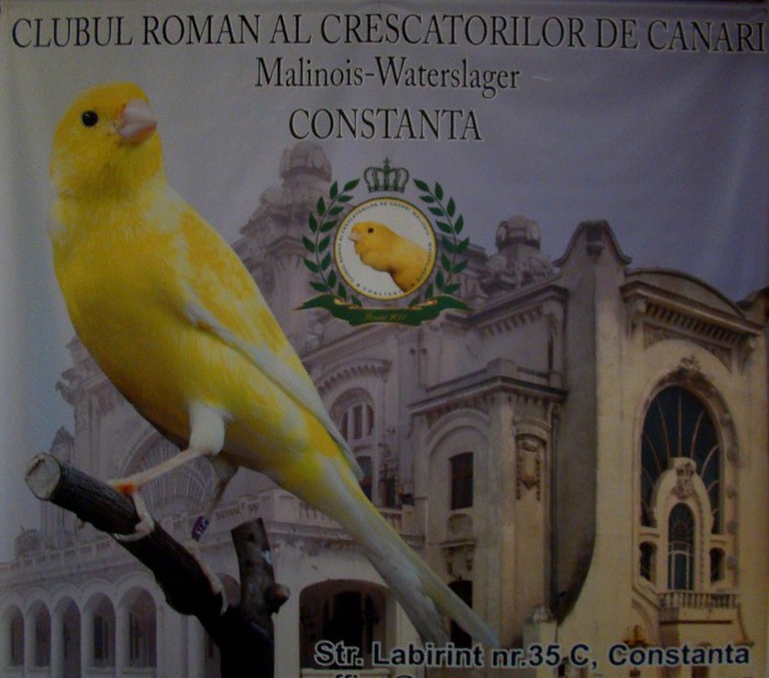 DSC09197 - CLUBUL ROMAN AL CRESCATORILOR DE CANARI MALINOIS-WATERSLAGER