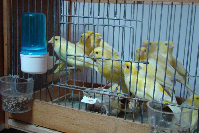 DSC09431 - CLUBUL ROMAN AL CRESCATORILOR DE CANARI MALINOIS-WATERSLAGER