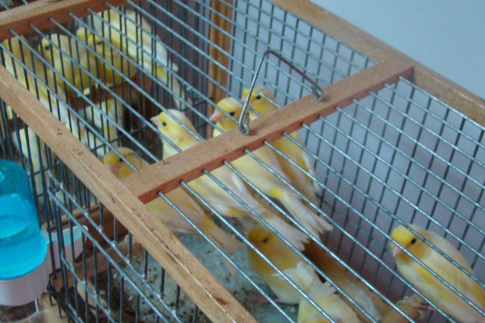 DSC09433 - CLUBUL ROMAN AL CRESCATORILOR DE CANARI MALINOIS-WATERSLAGER