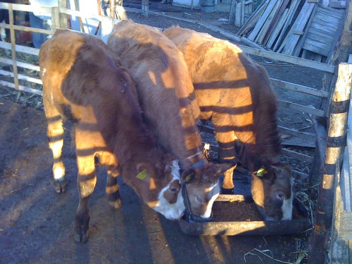 tineret 2012 - vacile mele