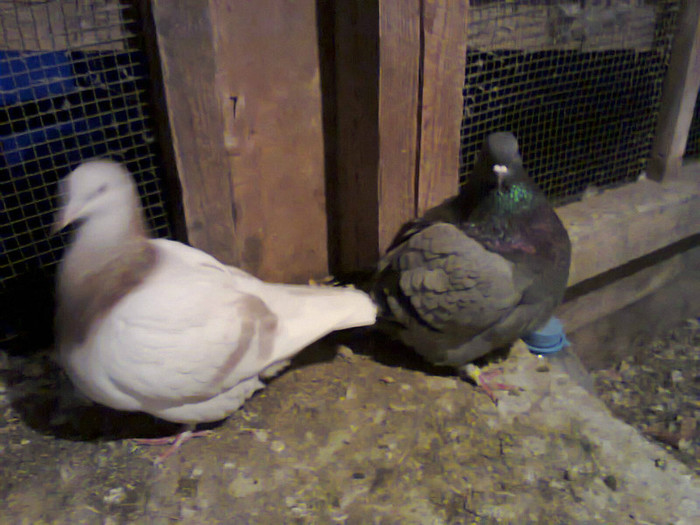 Fotografie0987 - PORUMBEI TEXANI decembrie 2012