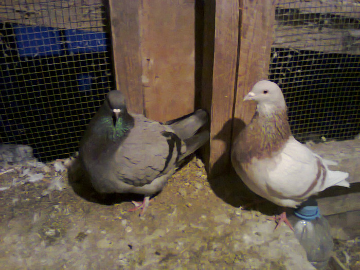 Fotografie0989 - PORUMBEI TEXANI decembrie 2012