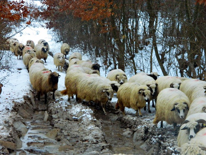 Picture 006l - Diverse-Claudiu