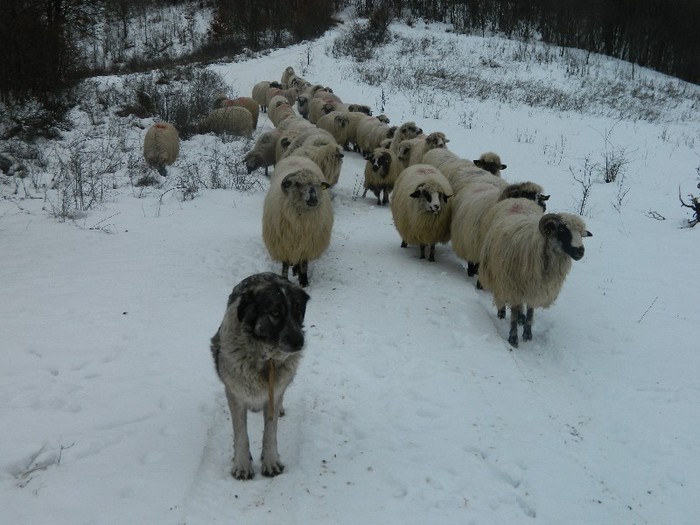 Picture 012 - Diverse-Claudiu