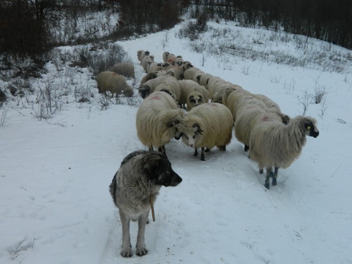 Picture 013 - Diverse-Claudiu