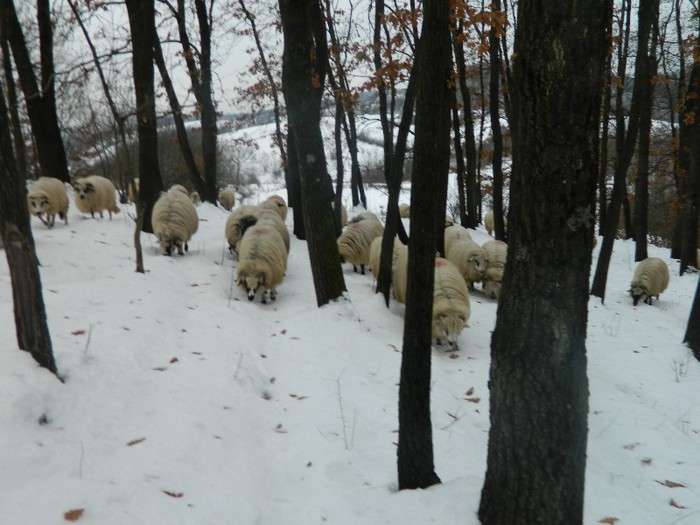 Picture 014 - Diverse-Claudiu