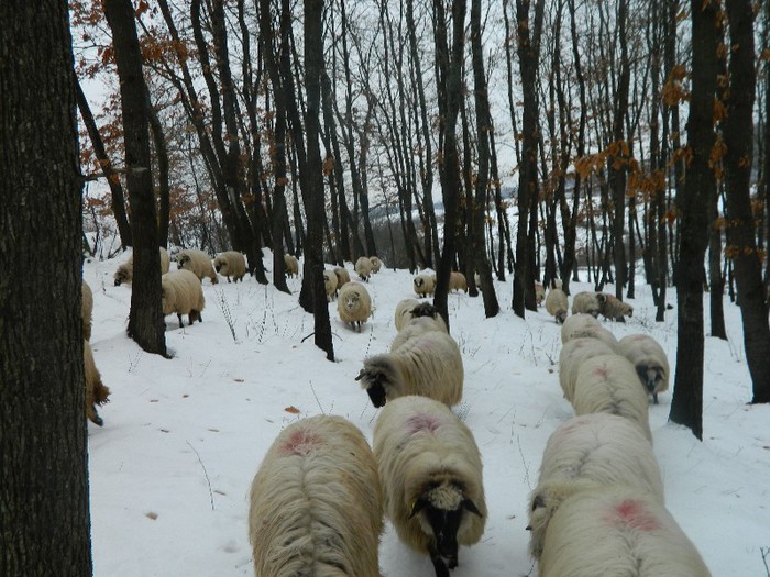 Picture 016 - Diverse-Claudiu