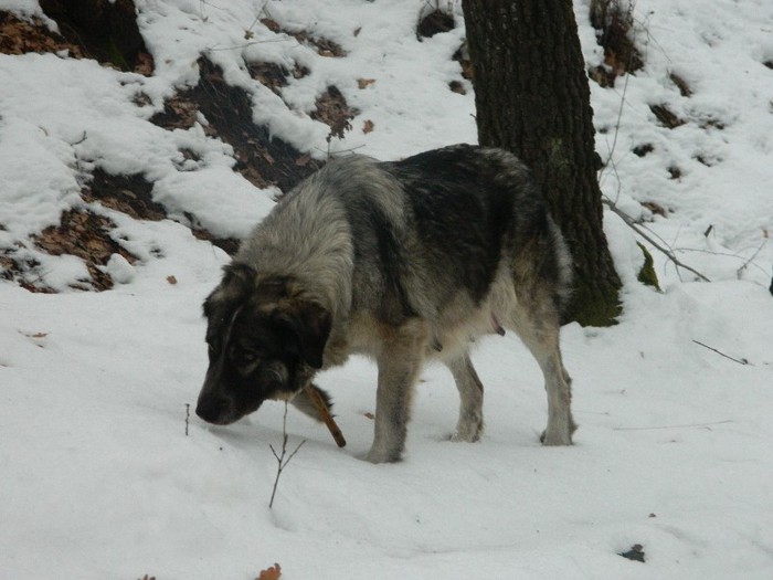 Picture 017 - Diverse-Claudiu