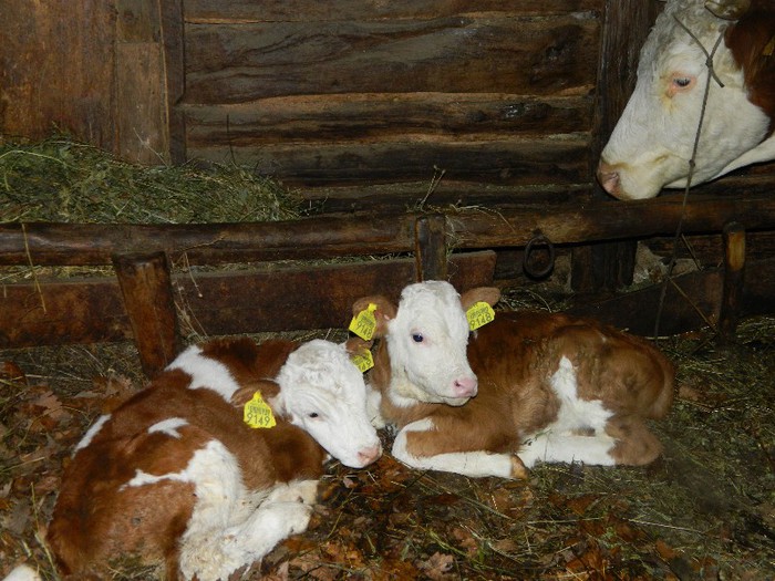 Picture 019 - Diverse-Claudiu