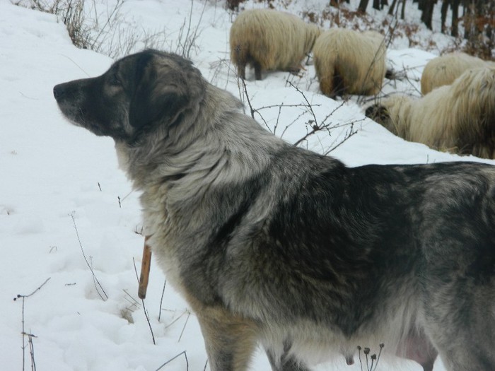 Picture 023 - Diverse-Claudiu