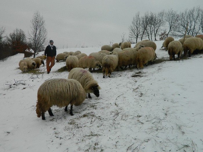 Picture 029 - Diverse-Claudiu