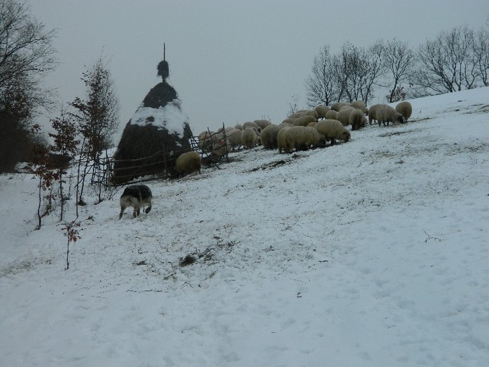 Picture 038 - Diverse-Claudiu