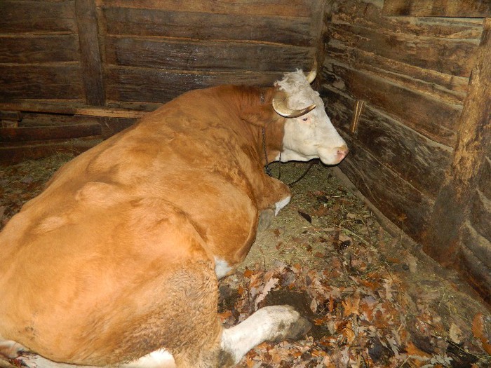 Picture 040 - Diverse-Claudiu