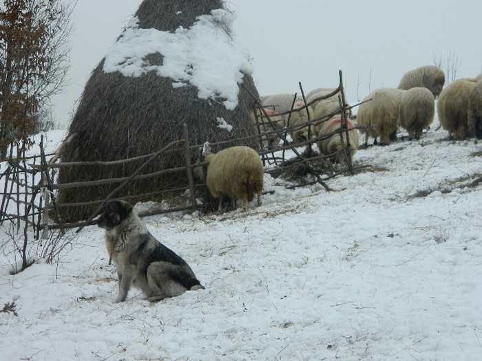 Picture 042 - Diverse-Claudiu