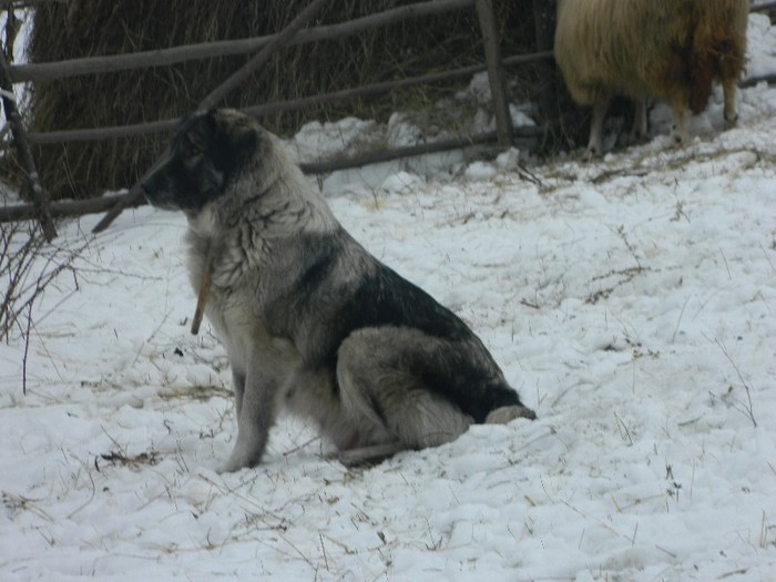 Picture 043 - Diverse-Claudiu