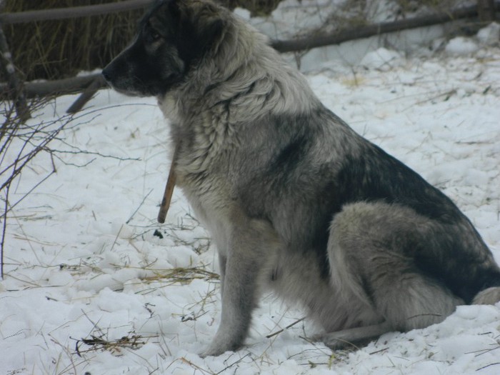 Picture 044 - Diverse-Claudiu