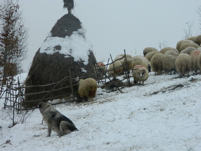 Picture 045 - Diverse-Claudiu