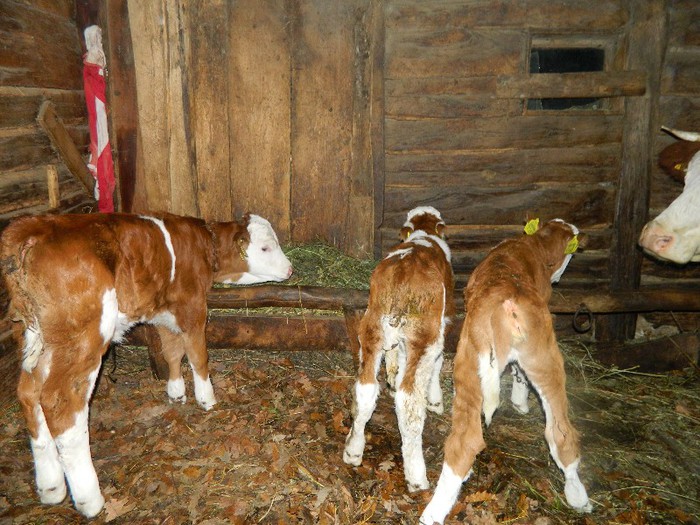 Picture 046 - Diverse-Claudiu