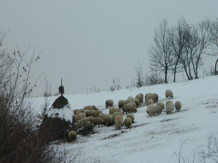 Picture 047 - Diverse-Claudiu