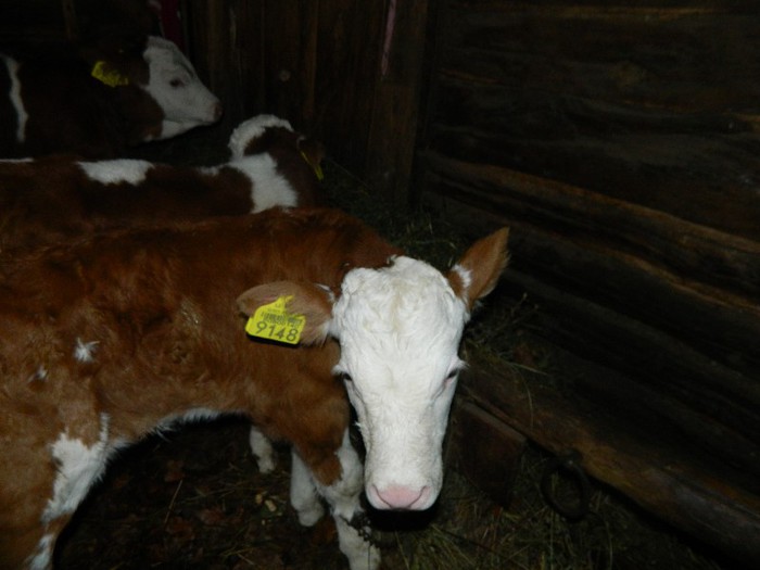 Picture 050 - Diverse-Claudiu