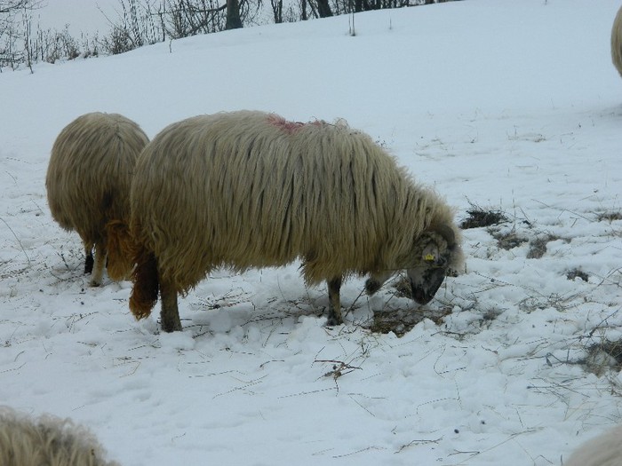 Picture 053 - Diverse-Claudiu