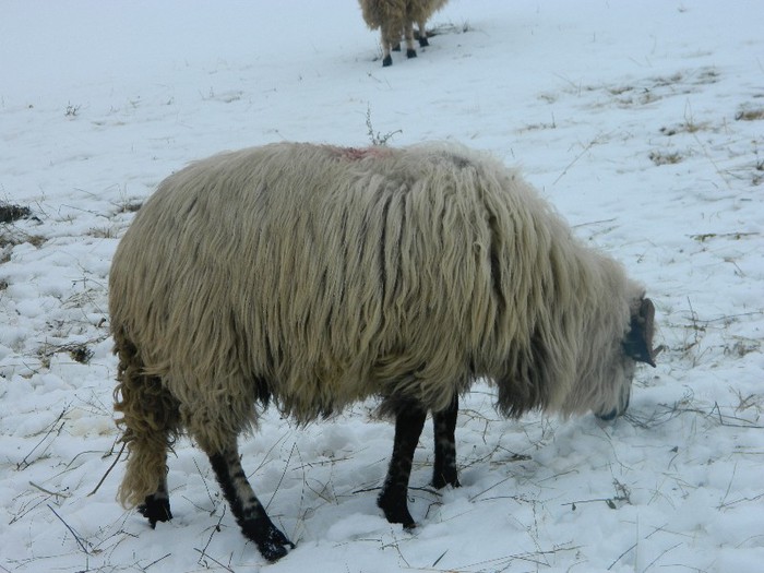 Picture 054 - Diverse-Claudiu