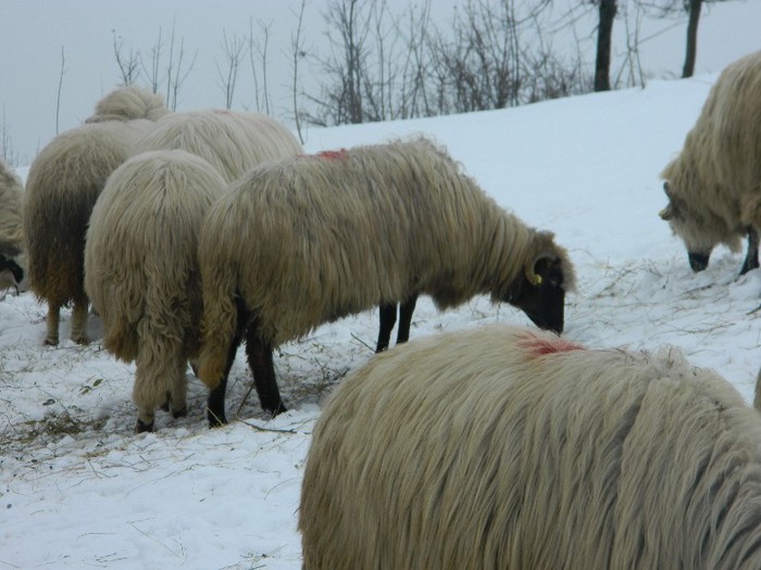 Picture 055 - Diverse-Claudiu